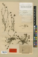 Type of Linaria supina (L.) Chaz. var. nevadensis Boiss. [family SCROPHULARIACEAE]