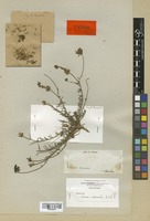 Type of Linaria melanantha Boiss. & Reut. [family SCROPHULARIACEAE]