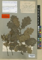 Syntype of Quercus lanuginosa Thuill. [family FAGACEAE]