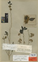 Isolectotype of Casearia eriophora Griseb. [family FLACOURTIACEAE]