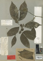 Isotype of Cynometra whitfordii Elmer [family LEGUMINOSAE]