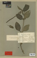 Type of Stachytarpheta ×adulterina Urb. & Ekman [family VERBENACEAE]
