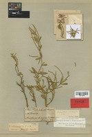 Isotype of Dendrophthora martinicensis Kuijt [family LORANTHACEAE]