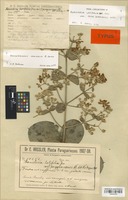 Type of Banisteria latifolia A. Juss. var. paraguariensis Nied. [family MALPIGHIACEAE]