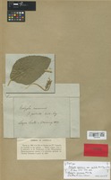 Isotype of Acalypha communis Müll. Arg. var. pallida Müll. Arg. [family EUPHORBIACEAE]