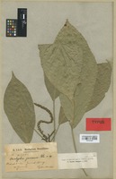 Isotype of Acalypha juruana Ule [family EUPHORBIACEAE]