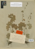 Type of Alchemilla subcrenata Buser [family ROSACEAE]
