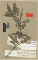 Type of Randia favoso-dehiscens Elmer [family RUBIACEAE]