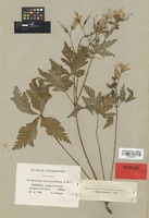 Isolectotype of Geranium anemonifolium L'Hér. subsp. minor Pit. [family GERANIACEAE]