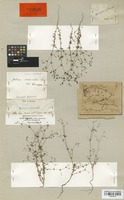 Lectotype of Galium divaricatum Lam. var. lasiosperma Boiss. [family RUBIACEAE]