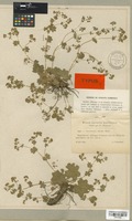 Type of Alchemilla micans Buser [family ROSACEAE]