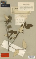 Isotype of Rubus pruinosus Zoll. & Moritzi [family ROSACEAE]