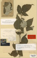 Isotype of Rubus sachalinensis H. Lév. var. macrophyllus Cardot [family ROSACEAE]