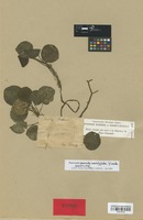 Isotype of Peperomia pseudoumbilicata Yunck. [family PIPERACEAE]
