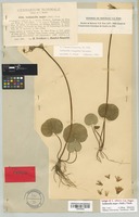 Isotype of Soldanella stiriaca F. K. Mey. [family PRIMULACEAE]