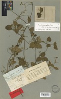 Type of Clematis cunninghamii Turcz. [family RANUNCULACEAE]