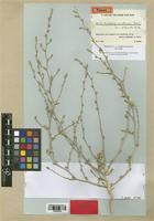 Anthochlamys multinervis Aellen [family CHENOPODIACEAE]