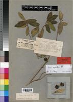Isotype of Ficus antithetophylla A. Rich. [family MORACEAE]