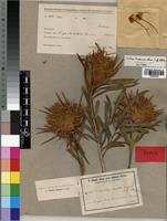 Isotype of Protea haemantha Engl. & Gilg [family PROTEACEAE]