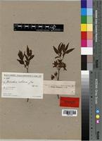 Type of Microsteira ivohibensis Arènes [family MALPIGHIACEAE]