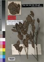 Isotype of Franchetia sphaerantha Baill. [family RUBIACEAE]