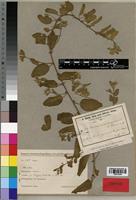Type of Hermannia angolensis K.Schum. [family BYTTNERIACEAE]