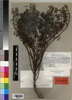 Type of Polyscias felicis Bernardi [family ARALIACEAE]