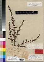 Syntype of Rumex camptodon Rech. f. [family POLYGONACEAE]