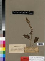 Isotype of Coleus aconitiflorus Hiern [family LAMIACEAE]