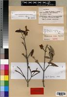 Isotype of Androstachys merana Airy Shaw [family EUPHORBIACEAE]
