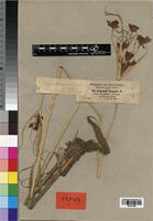 Type of Cyperus schimperianus Steud. [family CYPERACEAE]