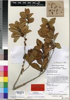 Isotype of Scolopia maoulidae Hul & al. [family FLACOURTIACEAE]