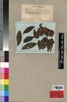 Holotype of Spathodea campanulata P. Beauv. [family BIGNONIACEAE]