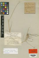 Isolectotype of Elymus lechleri Steud. [family POACEAE]