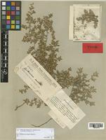 Guilleminea fragilis Pedersen [family AMARANTHACEAE]