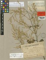 Iresine hassleriana Chodat [family AMARANTHACEAE]