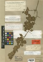 Schinus ferox Hassl. [family ANACARDIACEAE]
