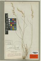 Arrhenatherum erianthum Boiss. & Reut. [family POACEAE]
