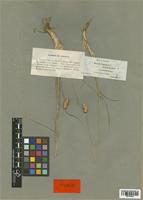 Dactylis glomerata (Bory) Boiss. var. juncinella [family POACEAE]