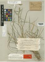 Hordeum turkestanicum Nevski [family POACEAE]