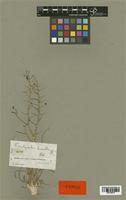 Trachyandra humilis Kunth [family LILIACEAE]