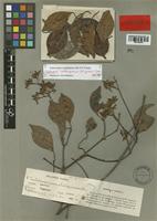 Trachelospermum philippinense Elmer [family APOCYNACEAE]