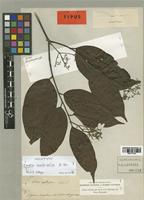 Cordia scabrifolia A. DC. [family BORAGINACEAE]