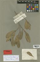 Dodonaea kohautiana Schltdl. [family SAPINDACEAE]