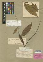 Aquilaria beccariana Tiegh. [family THYMELAEACEAE]