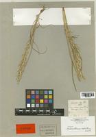 Arrhenatherum erianthum Boiss. & Reut. [family POACEAE]