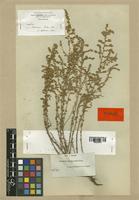 Artemisia herba-alba Boiss. var. glabrescens [family COMPOSITAE]