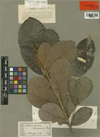 Melanocommia borneensis Ridl. [family ANACARDIACEAE]