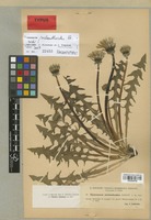 Isolectotype of Taraxacum melanthoides M. P. Christ. & Wiinst. [family COMPOSITAE]