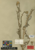 Syntype of Carduus esdraelonicus Boiss. [family COMPOSITAE]